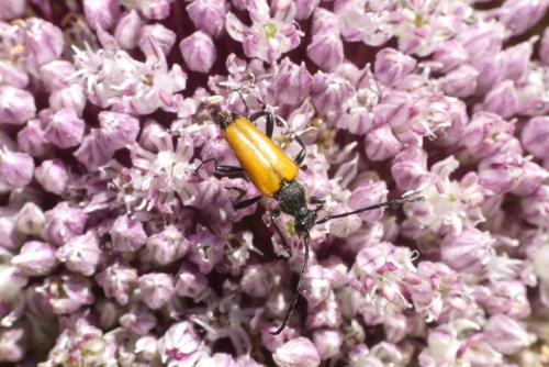 Stictoleptura fulva